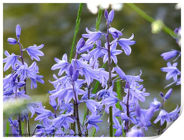 Bluebell Print by Jez Mouncer