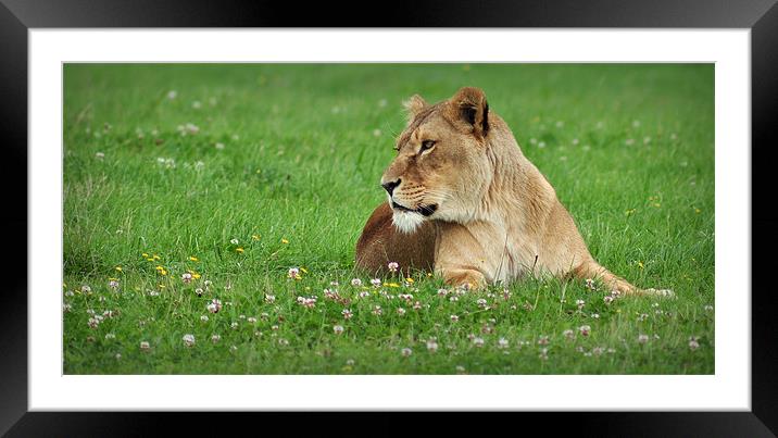 lioness Framed Mounted Print by Jon Fixter