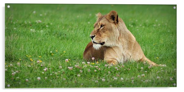 lioness Acrylic by Jon Fixter