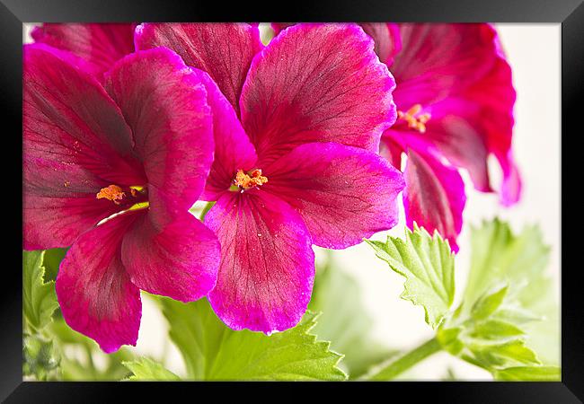 blossoming geranium Framed Print by Dragomir Nikolov