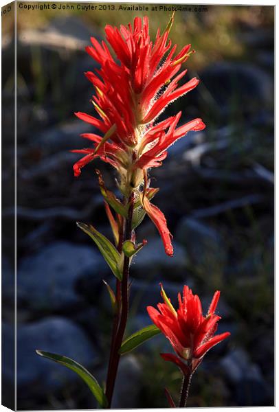 Indian Paint Brush Canvas Print by John Cuyler