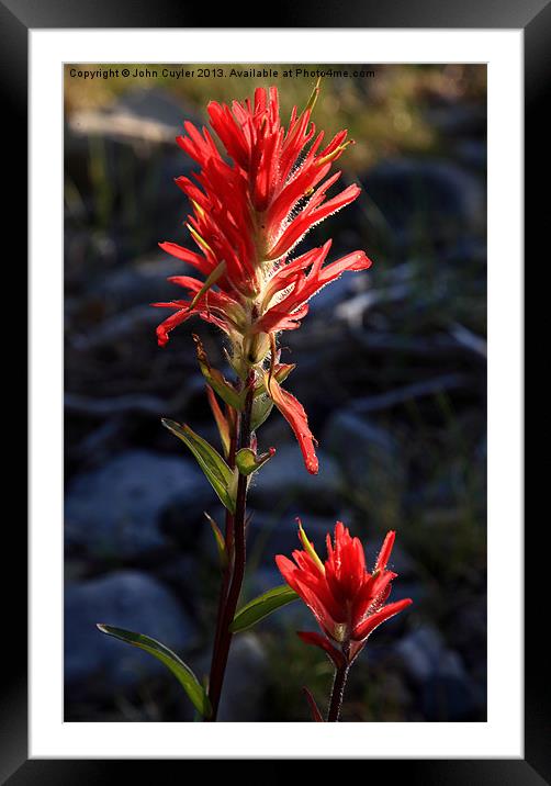 Indian Paint Brush Framed Mounted Print by John Cuyler