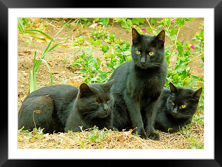 black cats Framed Mounted Print by Dragomir Nikolov