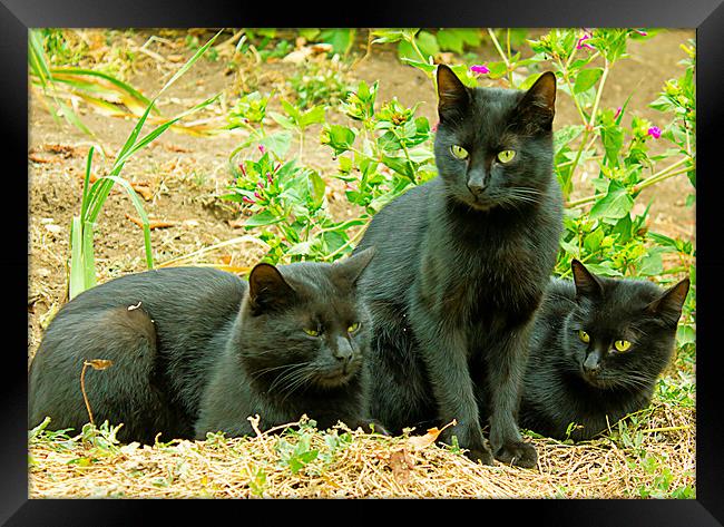black cats Framed Print by Dragomir Nikolov
