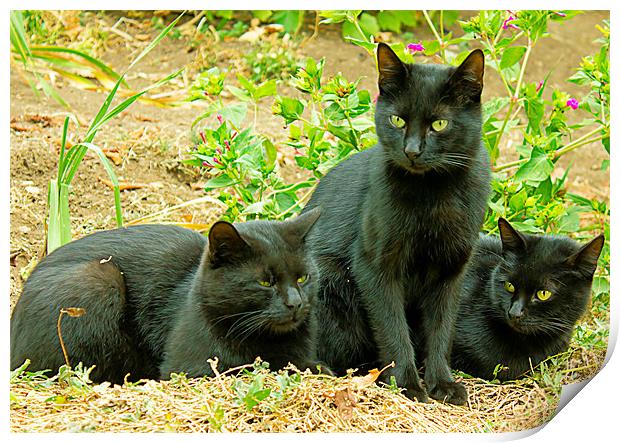 black cats Print by Dragomir Nikolov