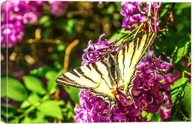 A large yellow Tiger Swallowtail butterfly Canvas Print by Dragomir Nikolov