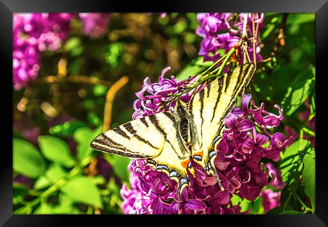 A large yellow Tiger Swallowtail butterfly Framed Print by Dragomir Nikolov