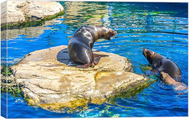 sea lions Canvas Print by Dragomir Nikolov