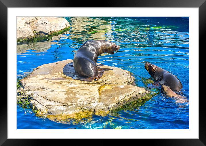 sea lions Framed Mounted Print by Dragomir Nikolov