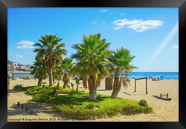 Palm trees on a beach in Fuengirola, Spain Framed Print by Dragomir Nikolov