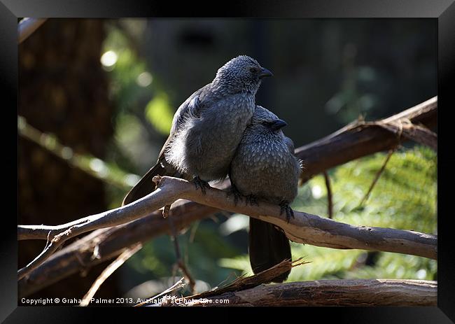 Apostle Birds In Love Framed Print by Graham Palmer