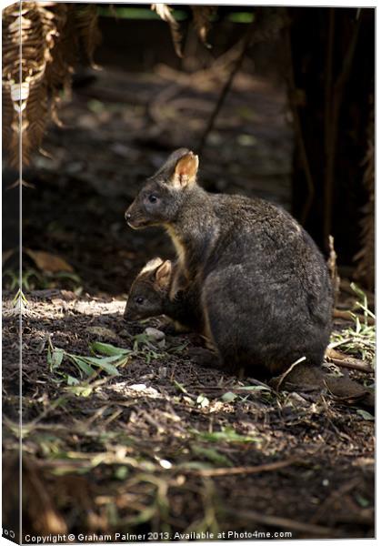 Pademelon With Joey Canvas Print by Graham Palmer