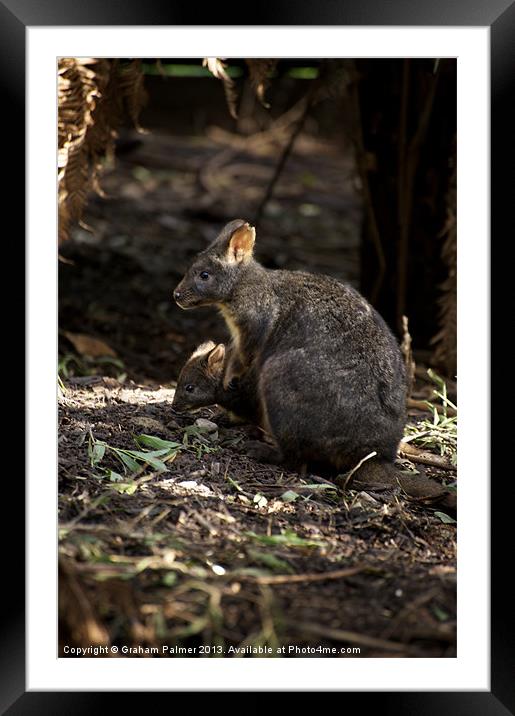 Pademelon With Joey Framed Mounted Print by Graham Palmer