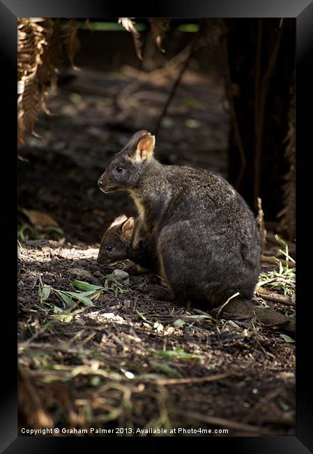 Pademelon With Joey Framed Print by Graham Palmer
