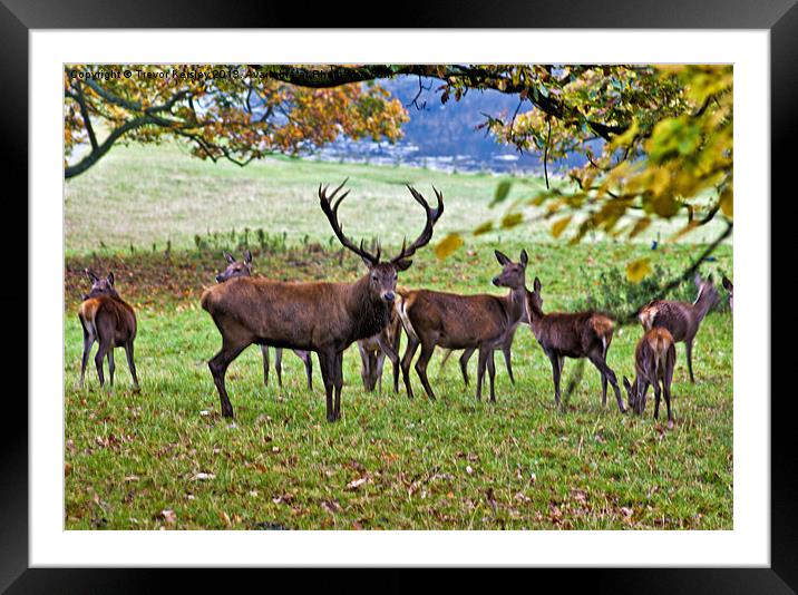 Red Deer Framed Mounted Print by Trevor Kersley RIP