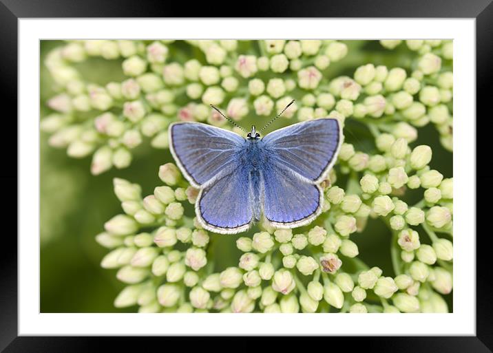 Common Blue Butterfly Framed Mounted Print by Oliver Porter
