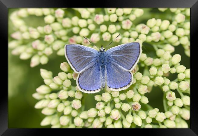 Common Blue Butterfly Framed Print by Oliver Porter