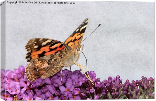 Painted Lady Canvas Print by Julie Coe