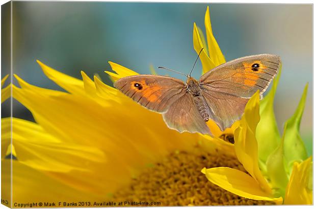 Meadow Brown Canvas Print by Mark  F Banks