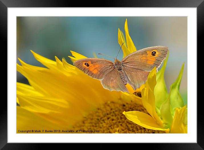 Meadow Brown Framed Mounted Print by Mark  F Banks