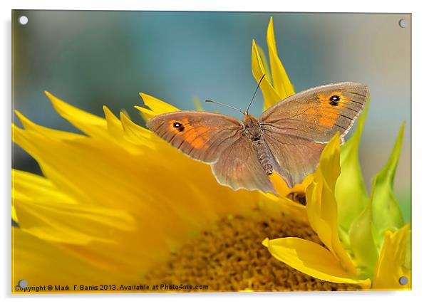 Meadow Brown Acrylic by Mark  F Banks