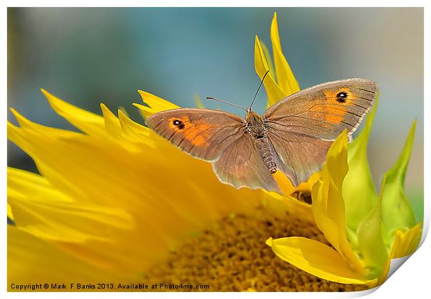Meadow Brown Print by Mark  F Banks