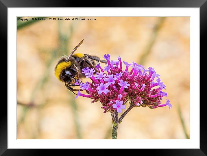 Bee on Flower Framed Mounted Print by Thanet Photos