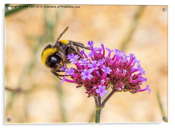 Bee on Flower Acrylic by Thanet Photos