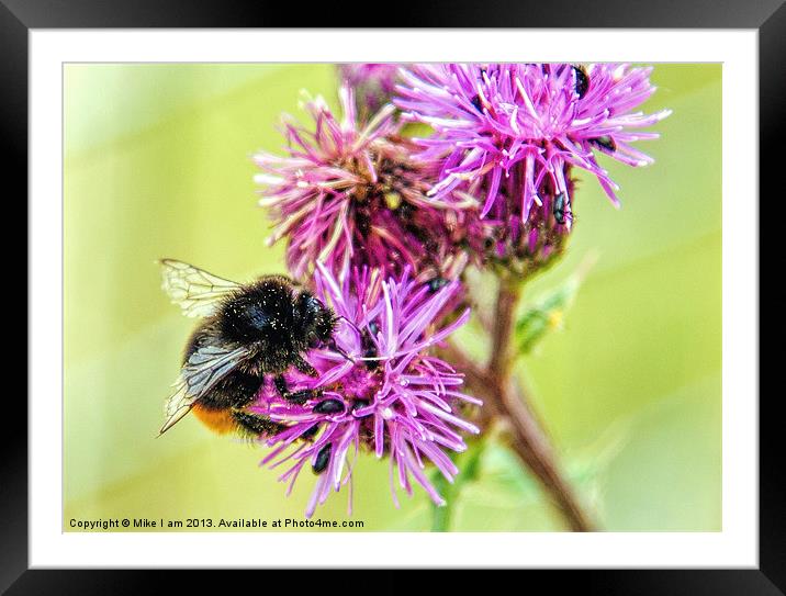 Bee on Thistle Flower Framed Mounted Print by Thanet Photos