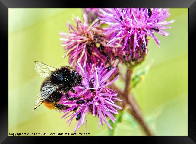 Bee on Thistle Flower Framed Print by Thanet Photos