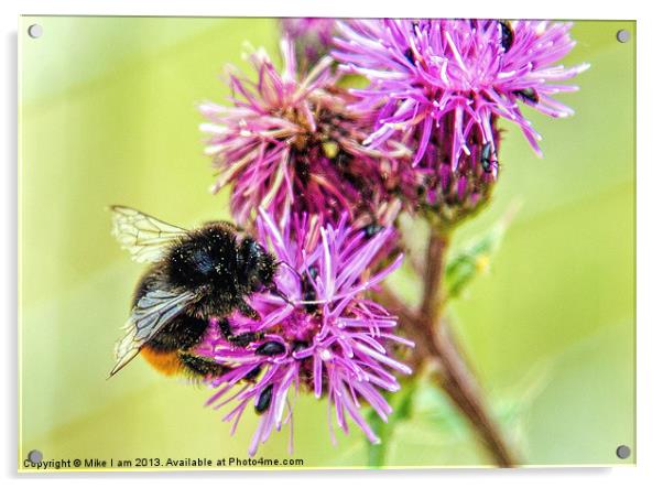 Bee on Thistle Flower Acrylic by Thanet Photos