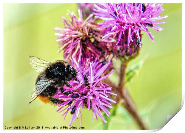 Bee on Thistle Flower Print by Thanet Photos