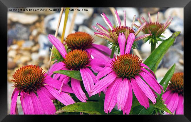 Purple flowers Framed Print by Thanet Photos