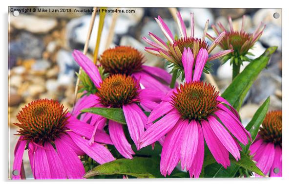 Purple flowers Acrylic by Thanet Photos