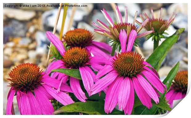 Purple flowers Print by Thanet Photos
