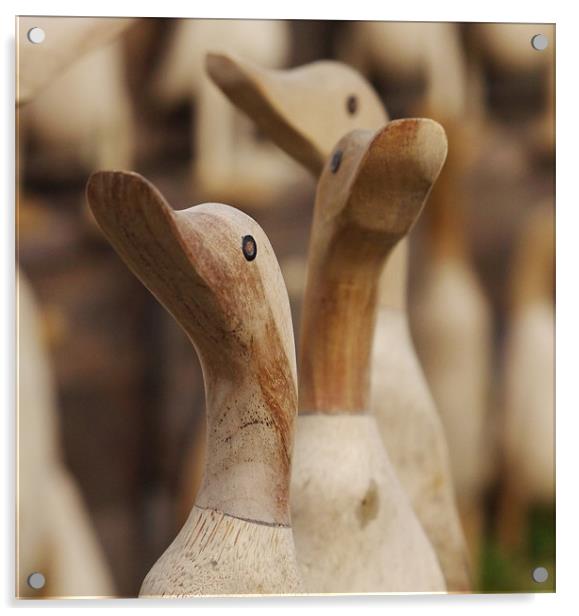 Wooden Ducks Acrylic by