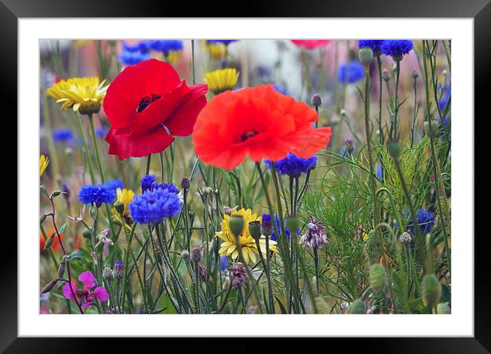 Red Poppies in meadow Framed Mounted Print by