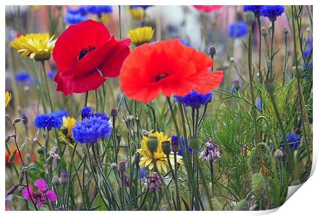 Red Poppies in meadow Print by