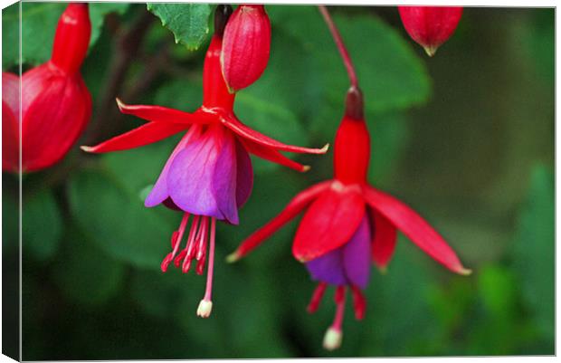 Pink and purple fuchsia Canvas Print by