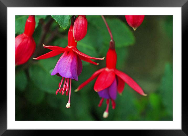 Pink and purple fuchsia Framed Mounted Print by