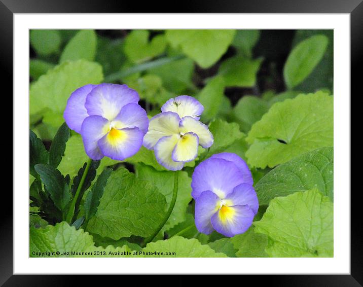 Pansy Framed Mounted Print by Jez Mouncer