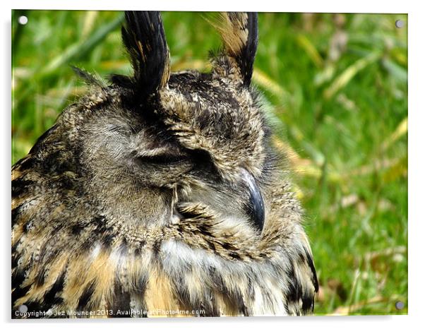 Long Eared Owl Acrylic by Jez Mouncer