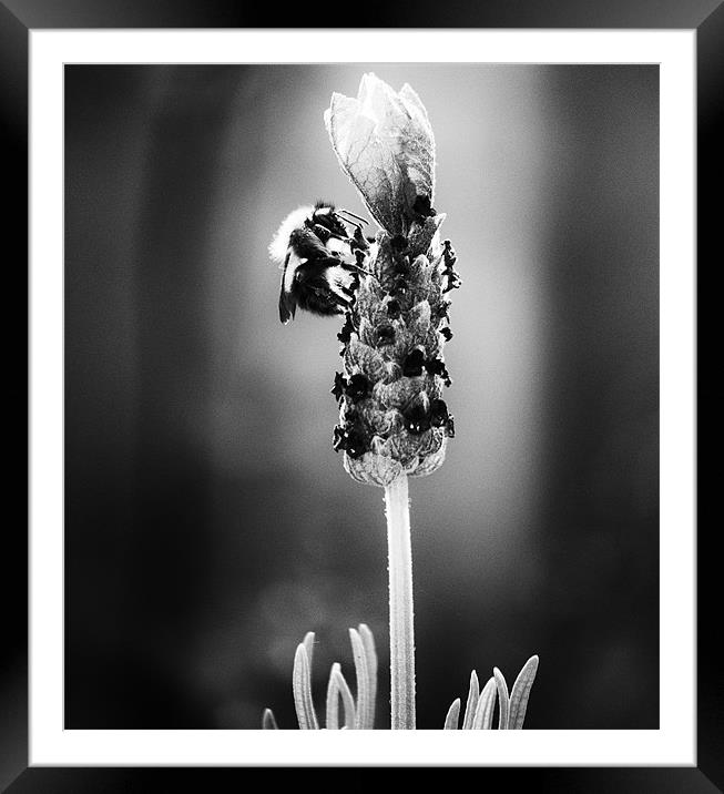 Buzzer Framed Mounted Print by Paul Want