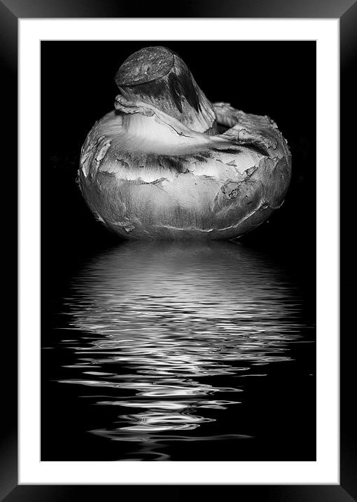 mushroom black and white Framed Mounted Print by Dean Messenger