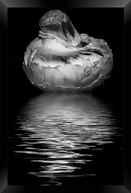 mushroom black and white Framed Print by Dean Messenger