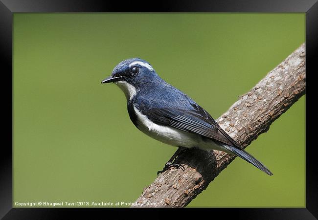 Ultramarine Flycatcher m Framed Print by Bhagwat Tavri