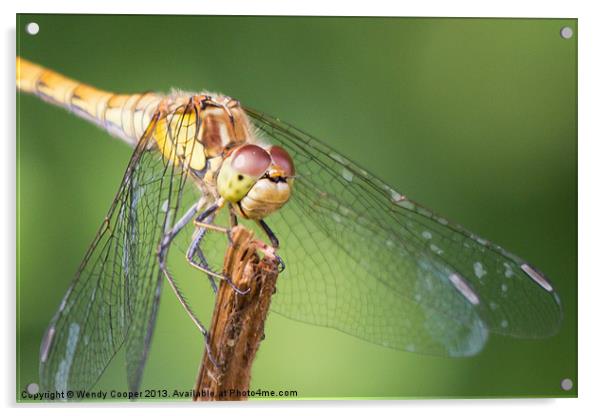Dragonfly : Up close and personal Acrylic by Wendy Cooper
