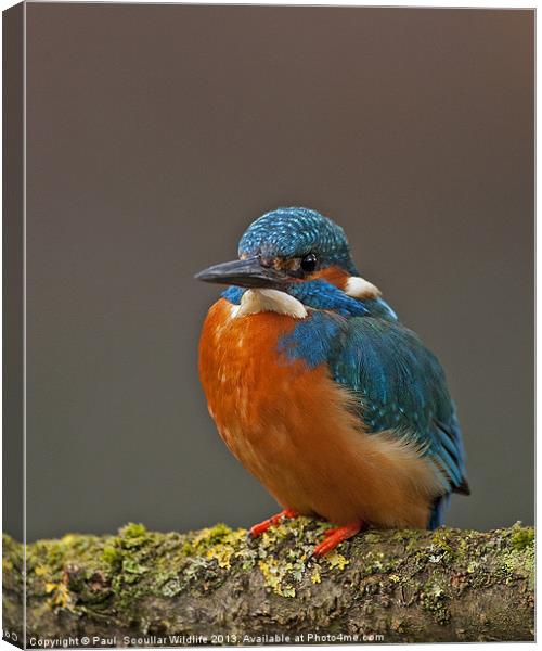 Male Kingfisher Canvas Print by Paul Scoullar