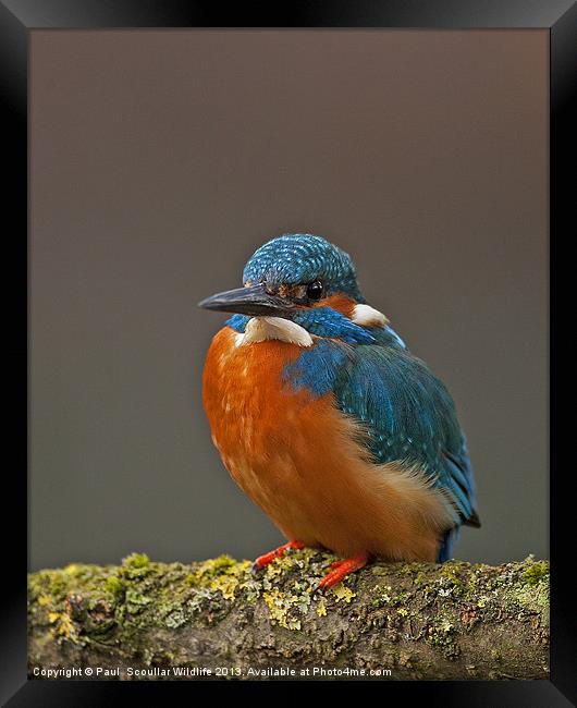 Male Kingfisher Framed Print by Paul Scoullar