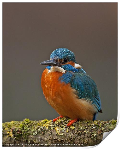 Male Kingfisher Print by Paul Scoullar